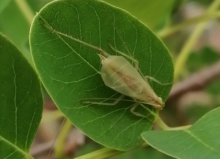 Oecanthus pellucens - pirregőtücsök
