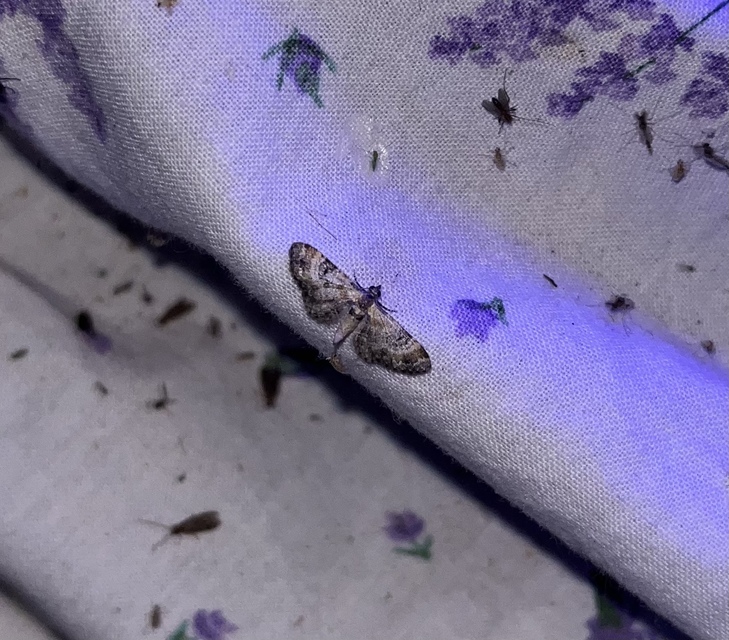 Eupithecia linariata - vonalas törpearaszoló