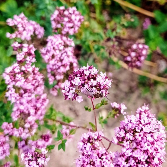 Hymenoptera - Hártyásszárnyúak