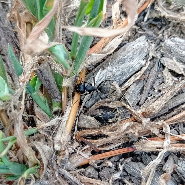 Camponotus vagus - fekete lóhangya