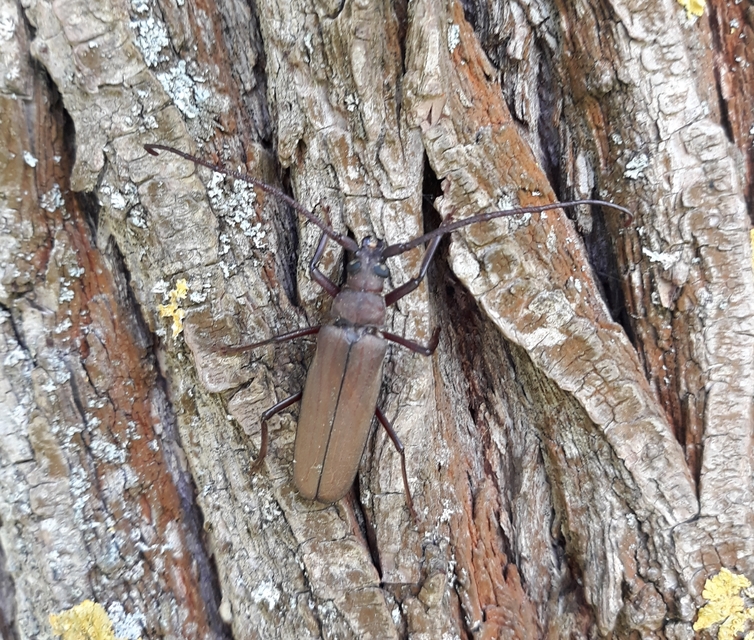 Aegosoma scabricorne - diófacincér