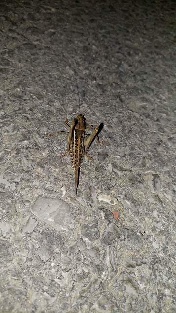 Decticus albifrons