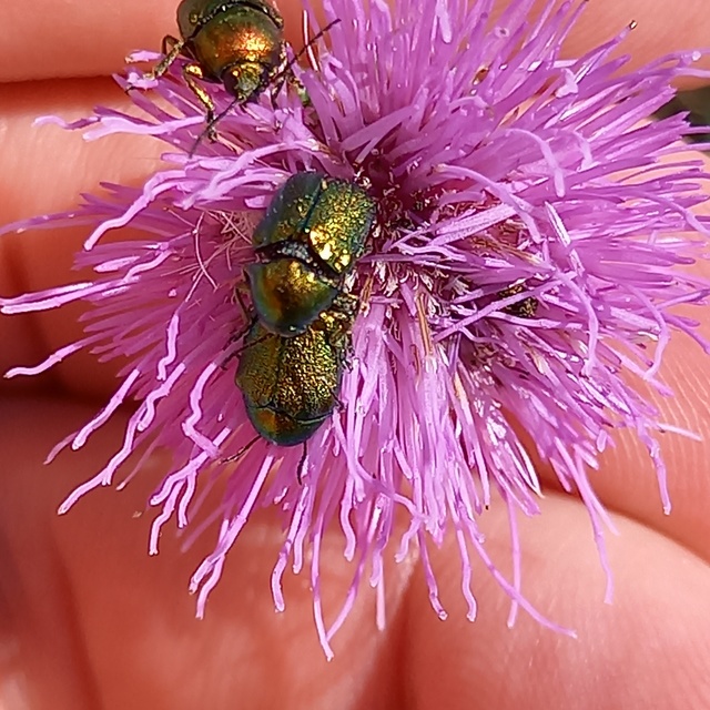 Cryptocephalus sericeus - nagy fészkesbogár