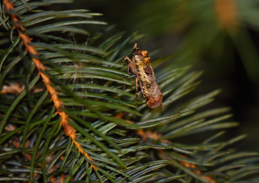Epilecta linogrisea - karcsú sárgafűbagoly