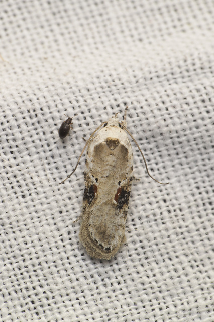 Agonopterix alstromeriana - bürök-laposmoly