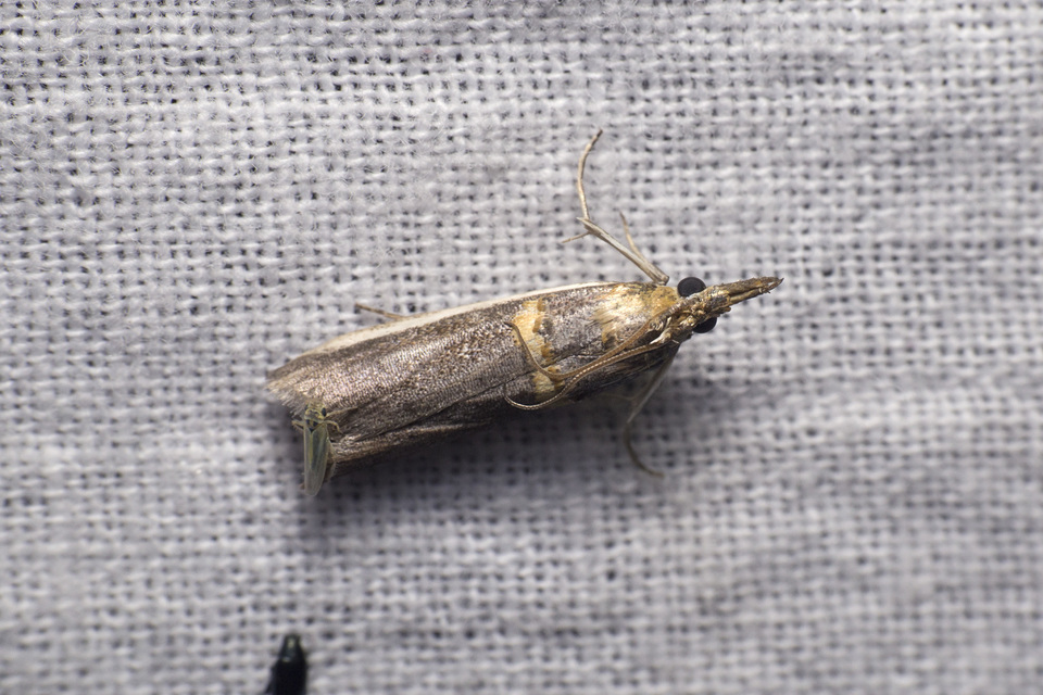 Etiella zinckenella - akácmoly