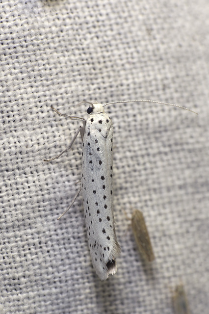 Yponomeuta evonymella - pókhálós májusfamoly
