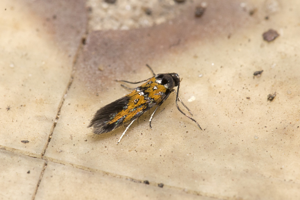 Chrysoesthia drurella - labodarágó sarlósmoly