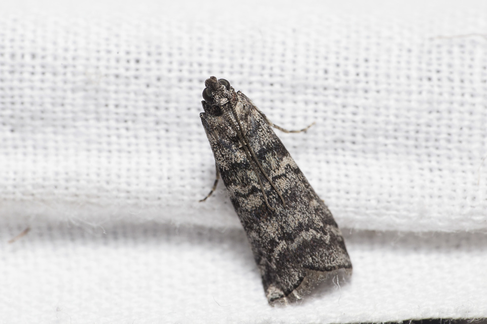 Dioryctria