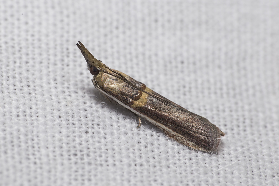 Etiella zinckenella - akácmoly