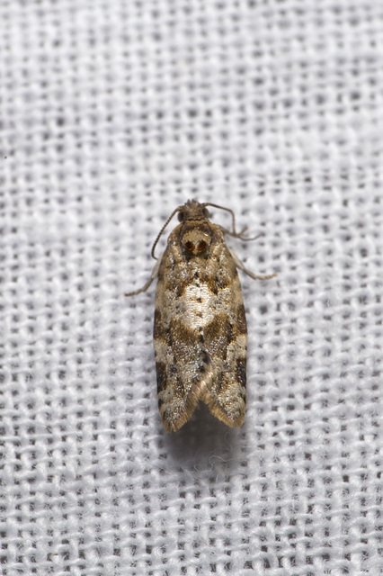 Argyrotaenia ljungiana - ékes sodrómoly