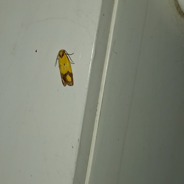 Agapeta zoegana - barnacsíkos sárgamoly
