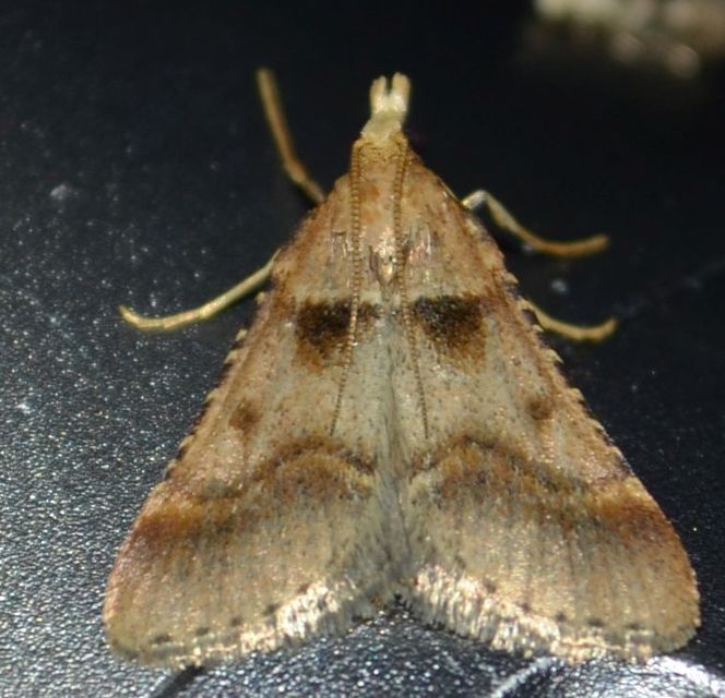 Stemmatophora brunnealis - barna fényilonca