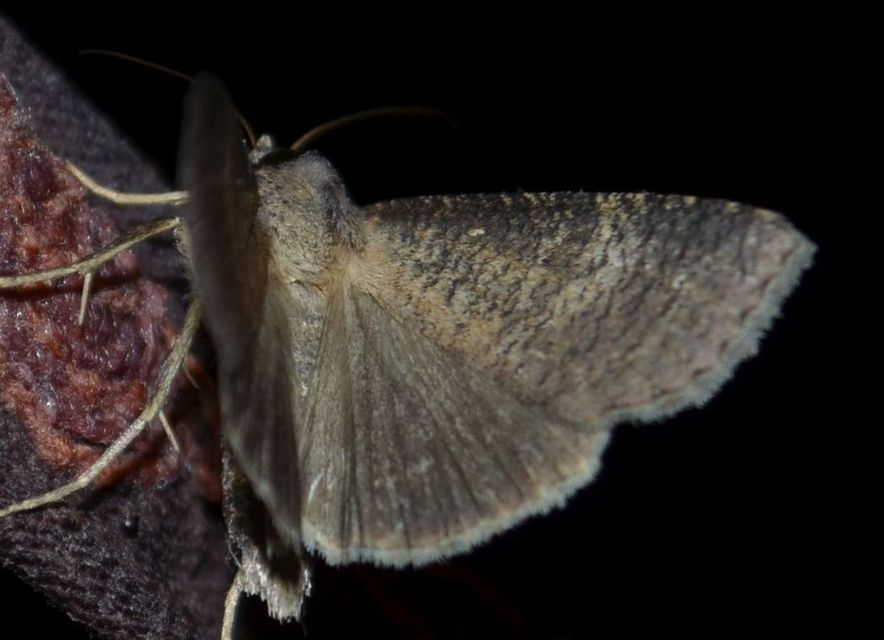 Lygephila procax - fekete csüdfűbagoly
