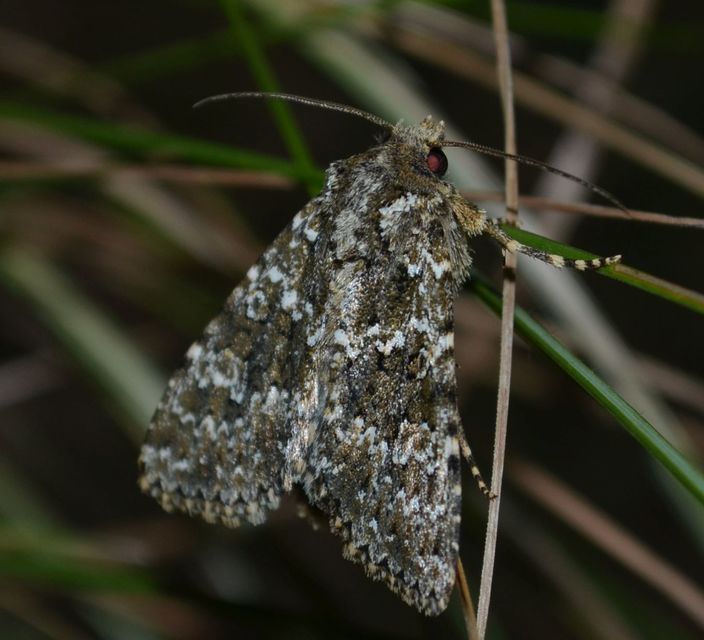 Polymixis polymita - kankalin-tarkabagoly