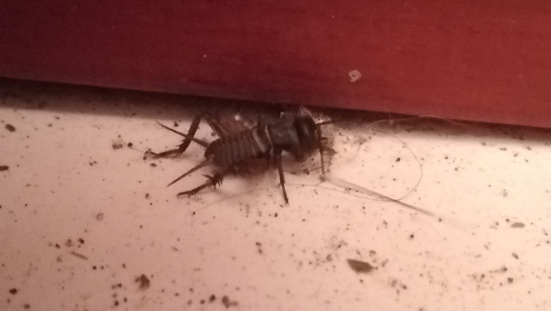 Melanogryllus desertus - fekete tücsök