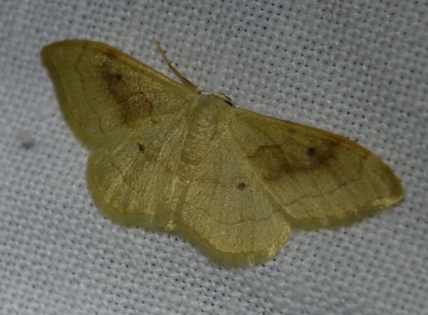 Idaea rubraria - vörössávos araszoló