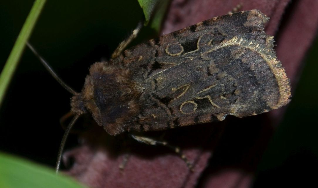 Chersotis rectangula - barna földibagoly