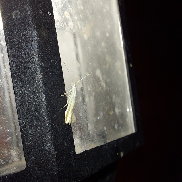 Coleophora