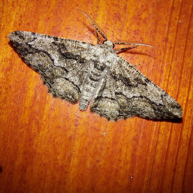 Synopsia sociaria - ürömaraszoló