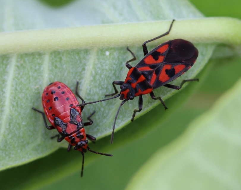 Spilostethus saxatilis - virágbodobács