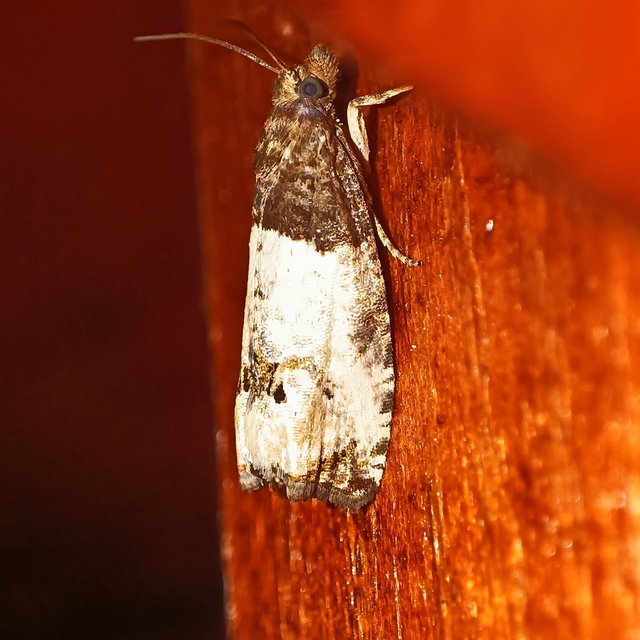 Notocelia roborana - rózsarügy-tükrösmoly