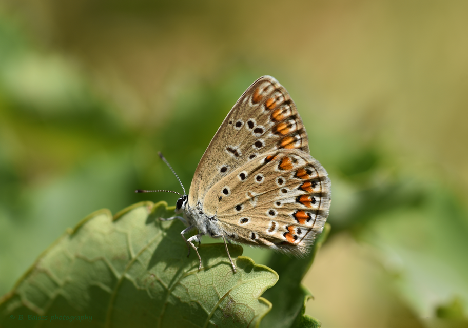 Polyommatus icarus - közönséges boglárka Polyommatus icarus - közönséges boglárka