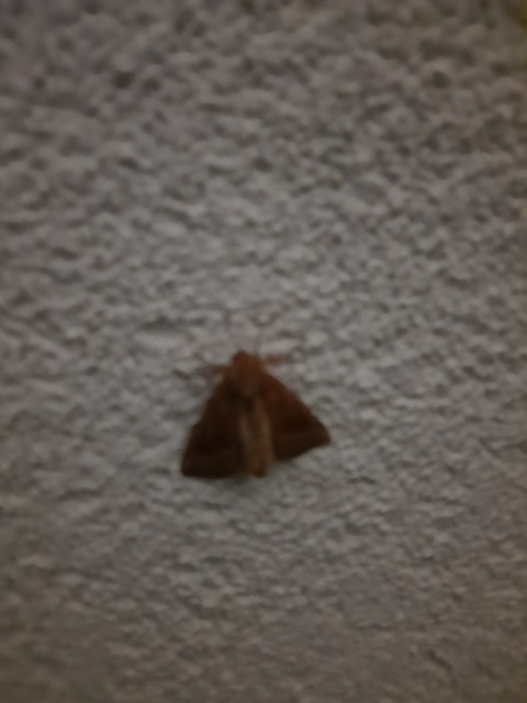 Hydraecia