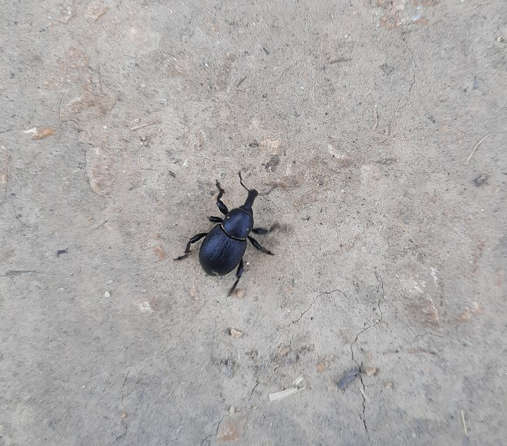 Liparus coronatus - kis turbolyaormányos