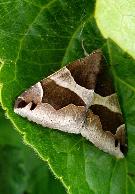 Dysgonia algira - déli porcelánbagoly