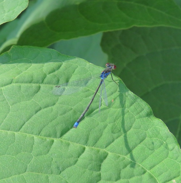 Erythromma viridulum - kis pirosszemű-légivadász