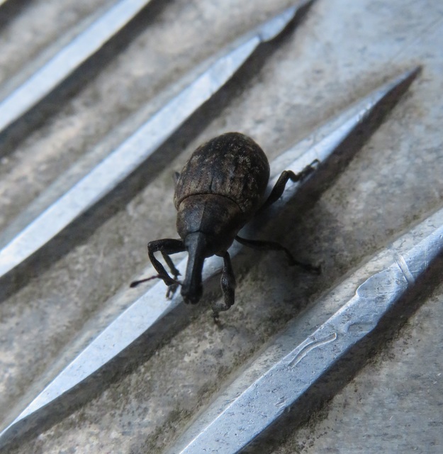 Lepyrus capucinus - pettyes fűzormányos
