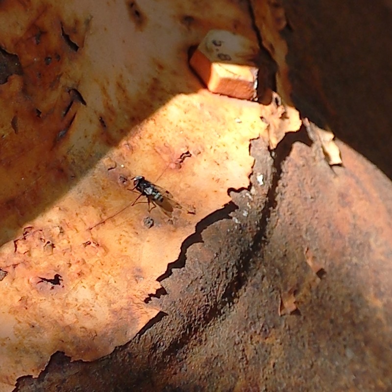 Sphenometopa fastuosa
