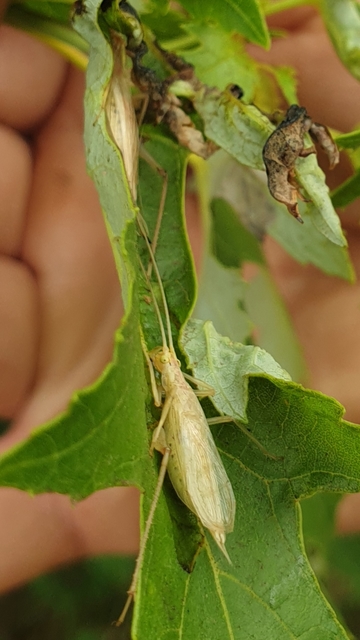 Oecanthus pellucens - pirregőtücsök