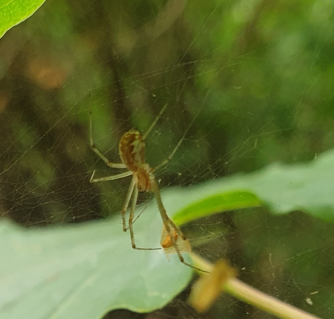 Linyphia triangularis - háromszöges vitorláspók