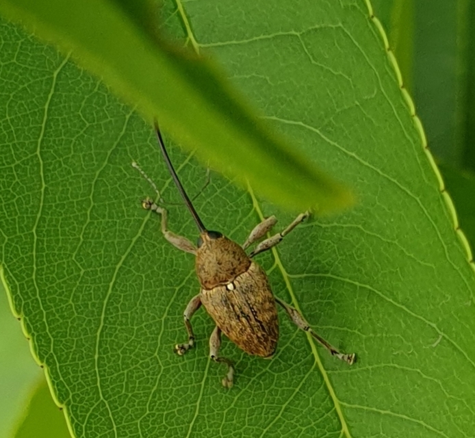 Curculio glandium - tölgymakkzsuzsóka
