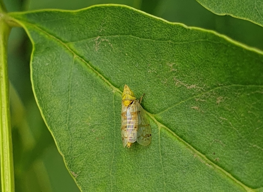 Japananus hyalinus