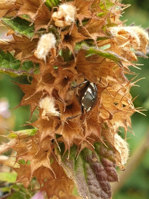 Tritomegas sexmaculatus - hatfoltos földipoloska