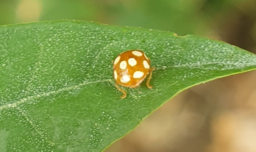 Vibidia duodecimguttata - tizenkétcseppes füsskata