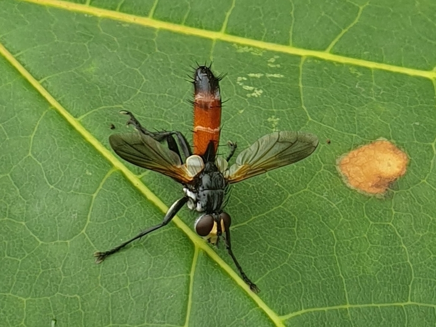 Cylindromyia