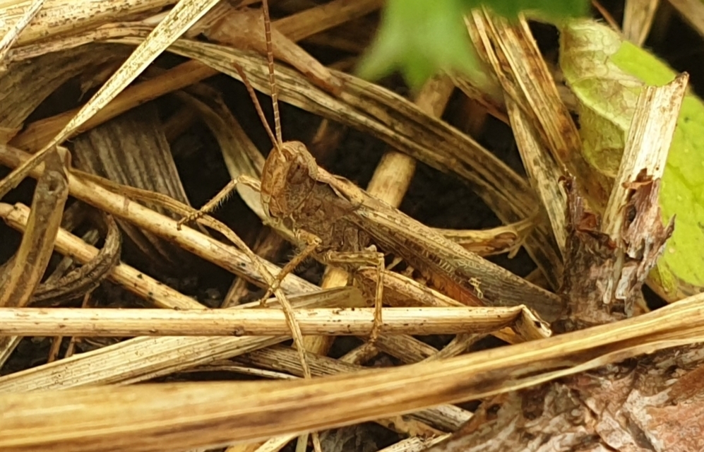 Chorthippus brunneus - közönséges tarlósáska
