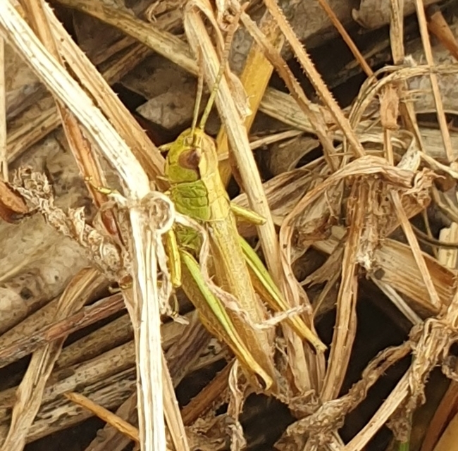 Pseudochorthippus parallelus - közönséges rétisáska