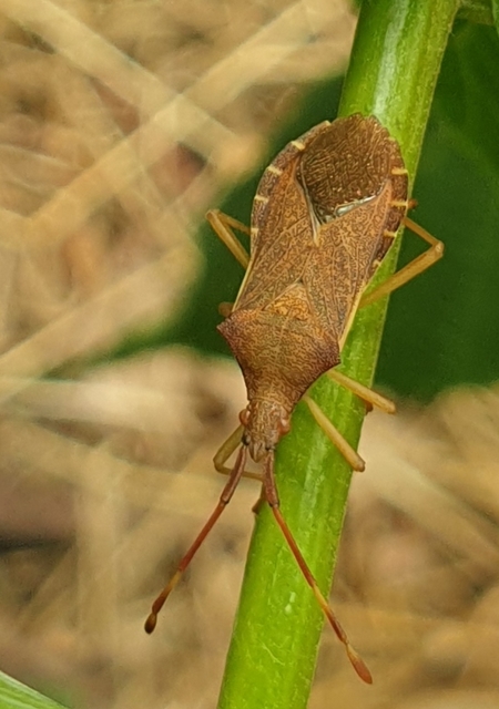 Gonocerus acuteangulatus - aranypetés karimáspoloska