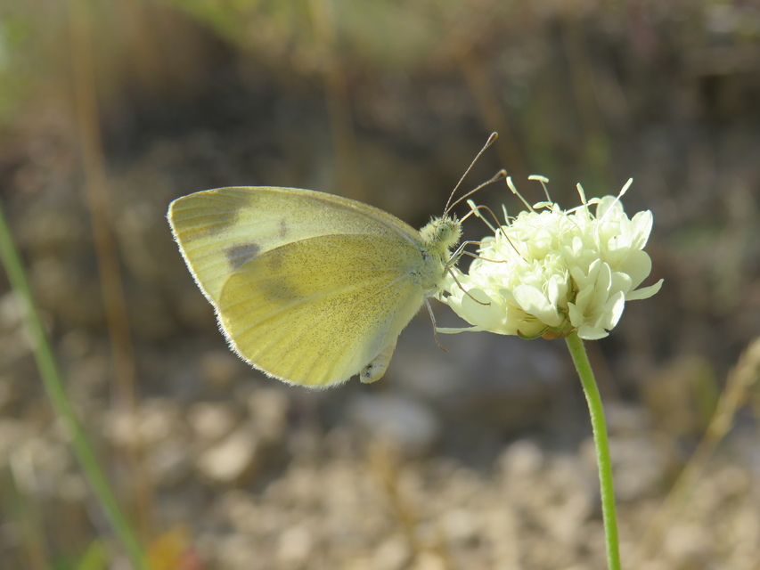 Pieris ergane - sziklai fehérlepke
