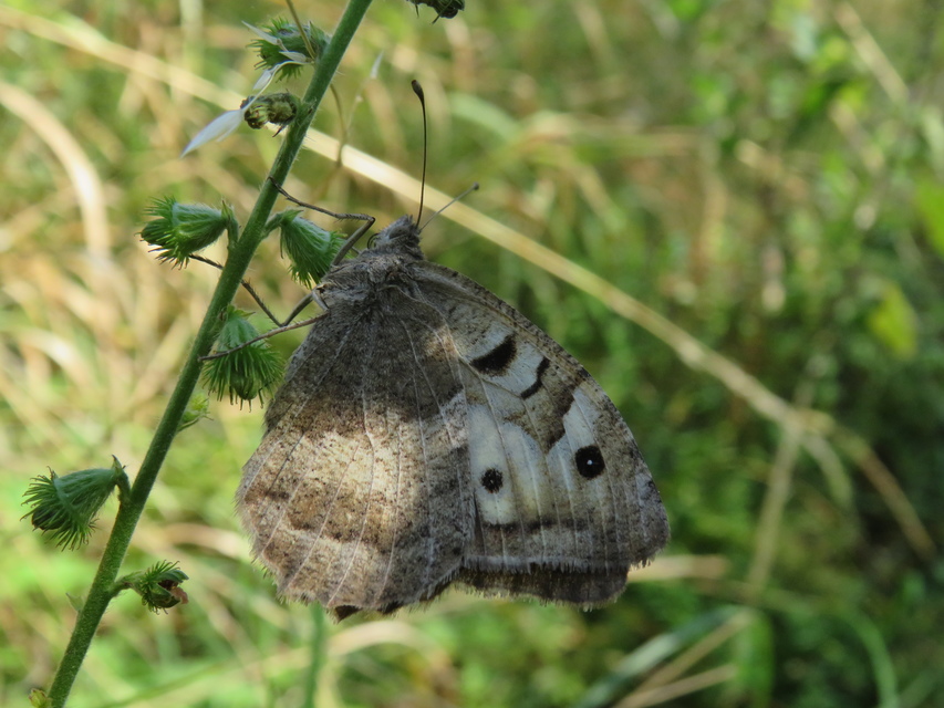Chazara briseis - tarka szemeslepke