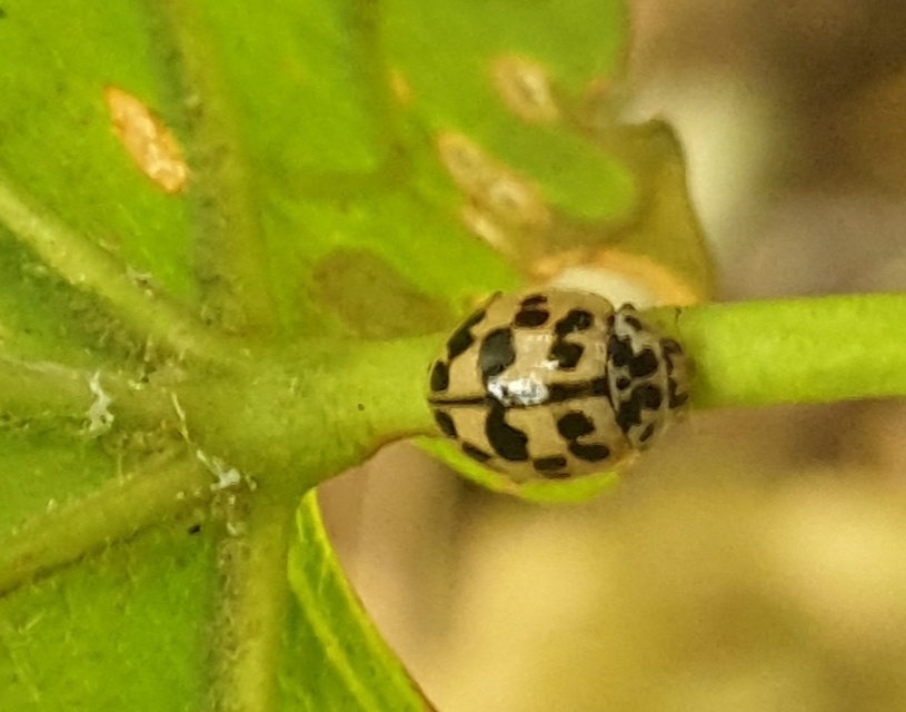 Oenopia conglobata - rózsás katica