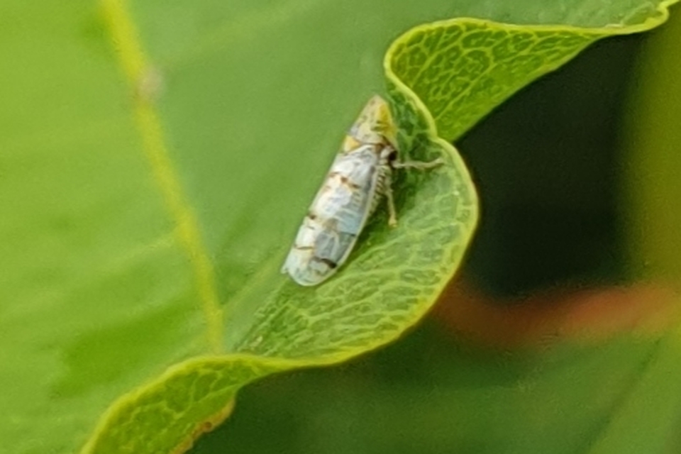 Japananus hyalinus