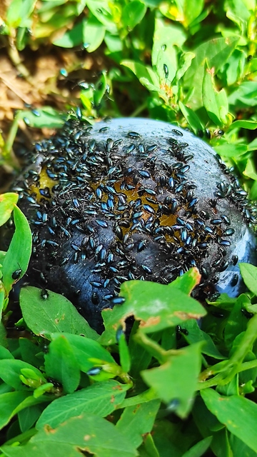 Phyllotreta