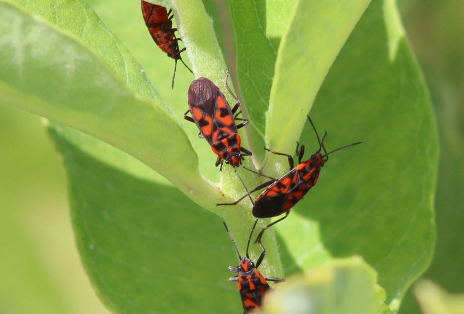 Spilostethus saxatilis - virágbodobács