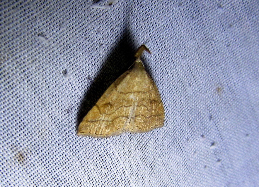 Polypogon gryphalis - láperdei karcsúbagoly